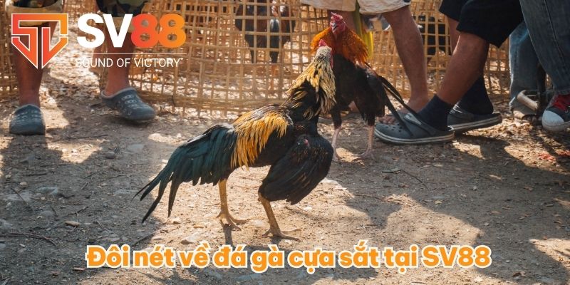 Đôi nét về đá gà cựa sắt tại SV88