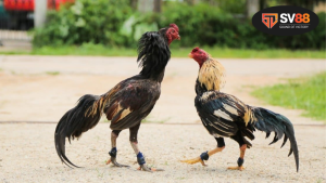 Đá gà là gì? - Khái niệm và ý nghĩa trong văn hóa Việt Nam