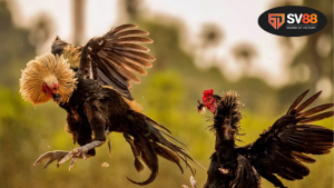 Tại sao nên xem phim đá gà chuẩn cá cược?