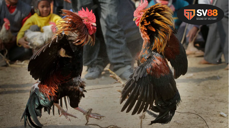 Tại sao cần chọn app đá gà uy tín – Những lợi ích vượt trội