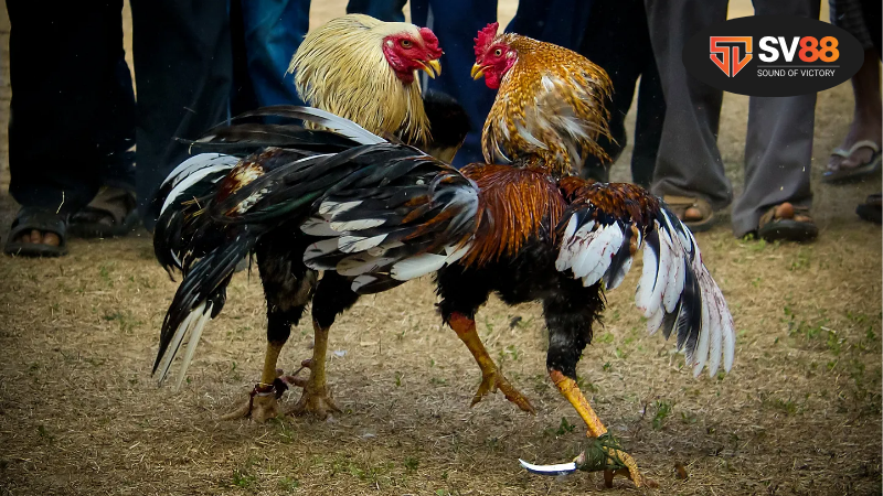 Tại sao nên xem ngày gà đá theo âm lịch?